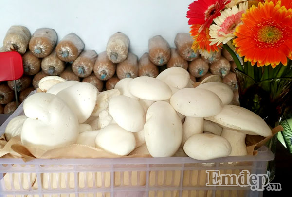 Bạn chỉ cần 2-3 bịch phôi nấm là có nấm sạch ăn trong 2-3 tuần rồi.