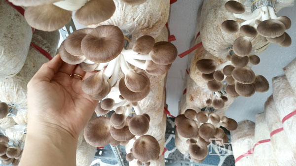 Vợ chồng chị Phương Minh thường xuyên chế biến rất nhiều món ngon từ nguồn thực phẩm nấm sạch tại gia.