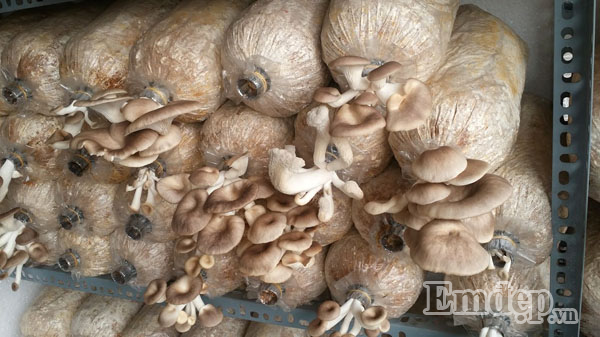 Phương Minh bật mí, khi trồng nấm cần chọn chỗ không có gió, không ánh nắng mặt trời nhưng vẫn phải có ánh sáng và đảm bảo đủ độ ẩm.
