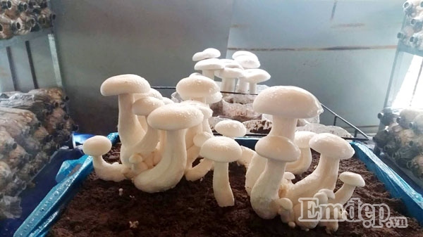 Cho đến thời điểm này, trong nhà cô có trên dưới chục loại nấm sạch gồm: nấm bào ngư xám, nấm sò trắng, nấm sò thái, nấm linh chi, nấm milky, nấm hoàng kim, nấm hồng ngọc, nấm kim phúc, nấm rơm, nấm bào ngư Nhật. Cô cho biết, tất cả những loại nấm này đều phù hợp để trồng trong nhà, dù là căn hộ chật hẹp đến đâu. Chỉ duy nhất cần lưu ý là phải đảm bảo được độ ẩm và ánh sáng cho nấm phát triển tốt.