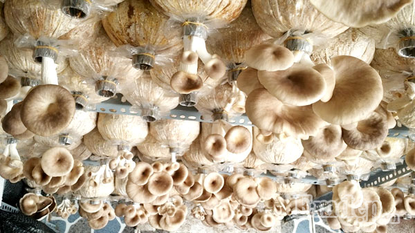 Nấm sò tươi ngon đến lúc cần thu hoạch.