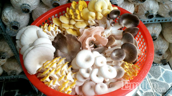 Gia đình cô còn làm hẳn kệ để đặt các bịch nấm lên cho gọn gàng, quy củ.