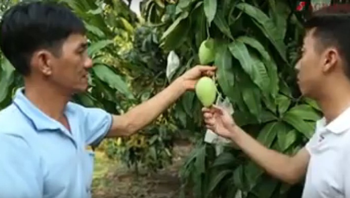Tùy theo yêu cầu của khách hàng mà chủ vườn có thể tạo ra xoài có hai màu vàng và xanh. Túi giấy 2 lớp màu vàng và đen, trái xoài sẽ có vỏ màu vàng. Túi giấy màu trắng, mỏng hơn xoài sẽ cho vỏ màu xanh. Ảnh: Youtube.
