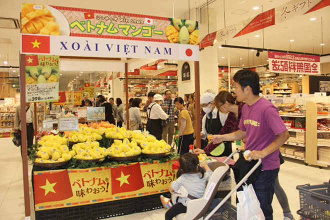 Cuối năm 2015, lô xoài Cát Chu đầu tiên được xuất khẩu vào Nhật Bản. Tại các siêu thị bán lẻ ở Nhật Bản, xoài Cát Chu có giá khoảng 8 - 10 USD/kg (tương tương 200.000 - 230.000 đồng/kg). Ảnh: Tuổi trẻ.