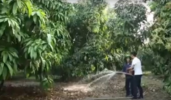 Với hơn 9.000 ha, xoài Cát Chu được trồng chủ yếu tại huyện Cao Lãnh (Đồng Tháp). Theo các chủ vườn, để tạo nên những vựa xoài chất lượng, người trồng phải chọn đất nền phù sa màu mỡ và tưới bằng nguồn nước đảm bảo. Ảnh: Youtube.