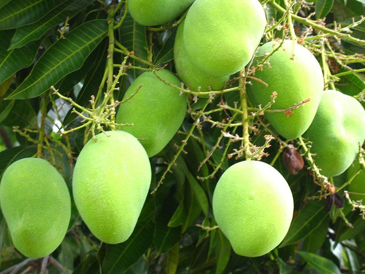 Tuy nhiên, xoài chín bằng phương pháp ủ có vị ngọt đậm hơn xoài chín cây. Lý do là xoài chín cây tự nhiên sẽ có vị hơi chua. Ảnh: Cayvahoa.