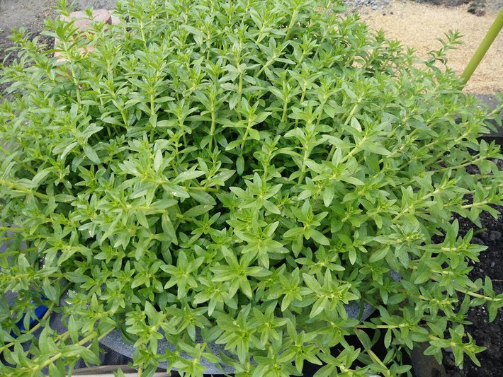 Tất tần tật những loại rau gia vị của Việt Nam dường như đều có mặt trong khu vườn của mẹ Việt xứ Đài này.