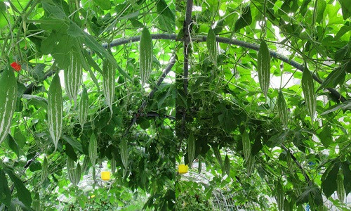 Khu vườn rau sạch xanh "gì cũng có" mang hương vị quê nhà của mẹ Việt có tên Nguyễn Thanh Hương ở Đài Loan khiến nhiều người không khỏi ngạc nhiên, thán phục.