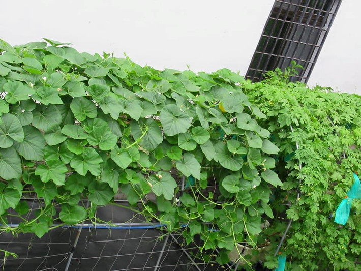 Những ngày đầu bắt đầu làm vườn, chị Thanh Hương còn gặp khó khăn trong việc cải tạo đất và phá cỏ cuốc đất làm vườn. Trước đây, khu vườn chủ yếu là cỏ, mỗi ngày chị bớt ra chút thời gian rảnh để dọn dẹp và cải tạo được 100m2 đất để trồng các loại rau yêu thích.