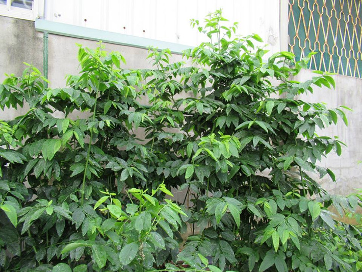 Chia sẻ về kỹ thuật trồng cây, bà mẹ Việt này tiết lộ “bí kíp” về việc bổ sung chế độ dinh dưỡng hợp lý cho cây.