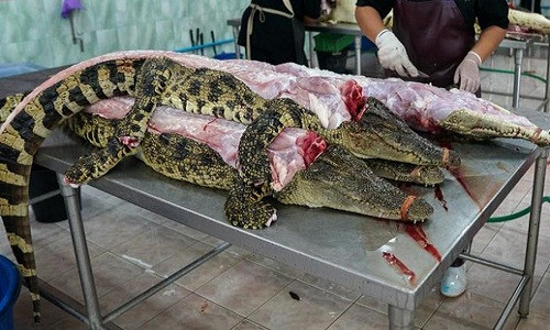 Trong khi giá da cá sấu đang giảm mạnh thì nhu cầu tiêu thụ thịt cá sấu tại Thái Lan lại tăng mạnh. Ảnh: Printest.