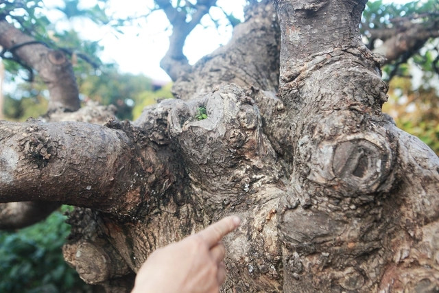 Các nu cục ở gốc kết hợp với độ chảy sệ tạo nên vẻ đẹp độc đáo của tác phẩm lộc vừng. Ảnh: Người đưa tin