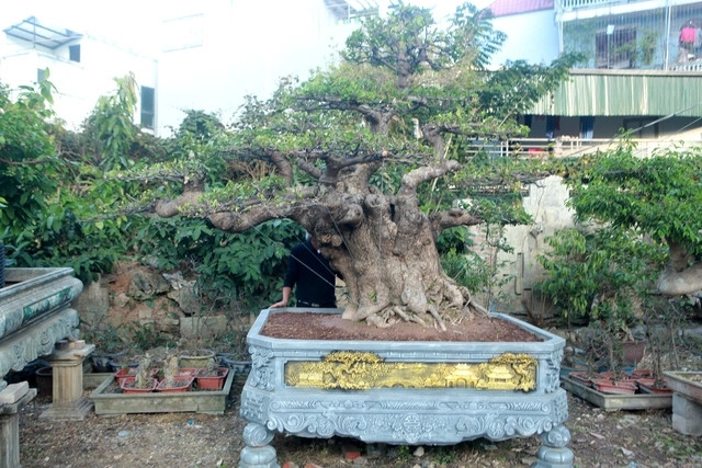 Gốc cây lộc vừng to nhưng nhìn rất gọn. Ảnh: Người đưa tin
