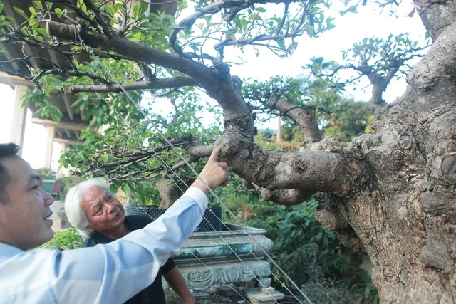Thân gốc lớn, hơi xiêu nhưng các tay cành lại tạo được sự cân đối. Ảnh: Dân trí