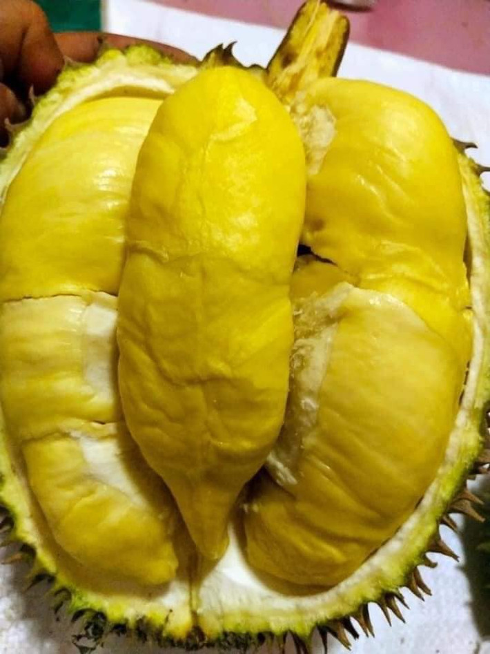 Sầu riêng là đặc sản ở khu vực phía Nam được nhiều người ưa chuộng. Giá sầu riêng cũng không hề rẻ, dao động từ 90. 000 - 130.000 đồng/kg, loại nhập ngoại còn lên 300.000 đồng - 400.000 đồng/kg. Ảnh: Facebook