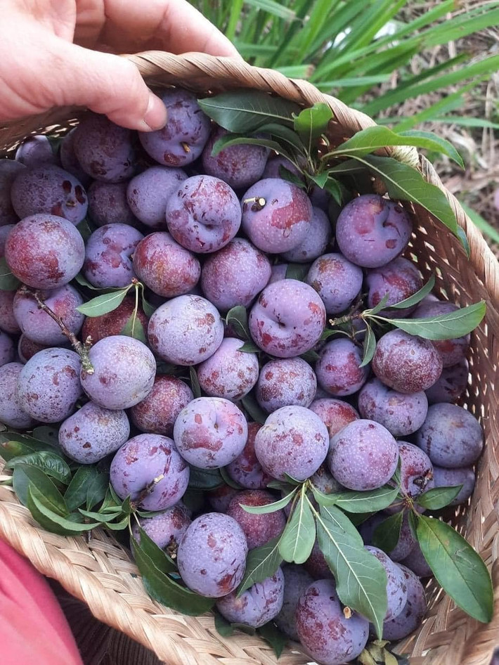 Hơn nữa, diện tích trồng mận Pu Nhi so với mận hậu thông thường chỉ chiếm 1% (khoảng 15 ha) nên sản lượng cả vùng chỉ đạt khoảng vài tấn. Ảnh: Facebook