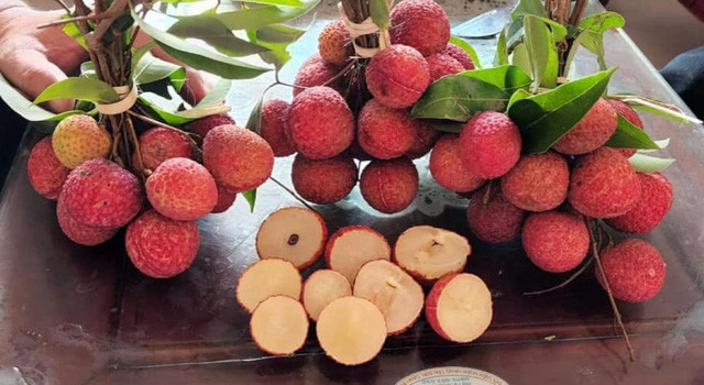 Vải không hạt được đánh giá là có vị ngọt thanh, ít đường, rất tốt cho sức khỏe người sử dụng. Theo đó, dù giá cao ngất ngưởng nhưng vải không hạt vẫn trong tình trạng "cháy hàng". Ảnh: VTV