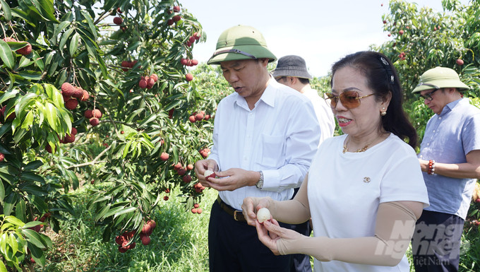 Năm 2023 là năm đầu tiên công ty thu hoạch vải để bán ra thị trường. Ảnh: Nông nghiệp