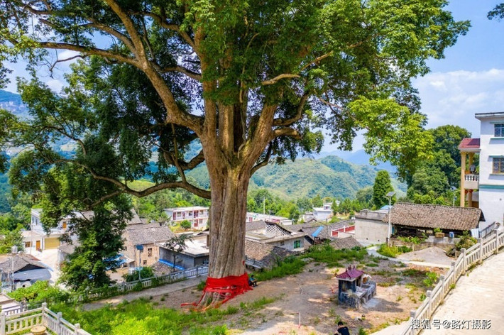 Phải mất đến 200 năm cây Kim tơ nam mộc mới trưởng thành. Vì thế, để trồng được một cây gỗ Kim tơ nam mộc có chất lượng tốt cần tới 500 năm. Ảnh: Gett