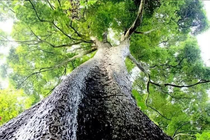 Dù gỗ Kim tơ nam mộc rất có giá trị nhưng rất ít người trồng. Lý do là cây có tốc độ sinh trưởng rất chậm. Nếu như các loại cây thông thường chỉ mất khoảng 20 năm trưởng thành và có thể khai thác thì 60 năm đầu, Kim tơ nam mộc vẫn chỉ là cây non. Ảnh: Getty