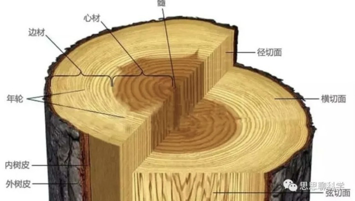 Những sợi tơ vàng trong thớ gỗ được hình thành tự nhiên không hề đơn giản. Chúng cần những điều kiện đặc biệt để hình thành và không phải cây Kim tơ nam mộc nào cũng cho gỗ có tơ vàng. Ảnh: Baidu