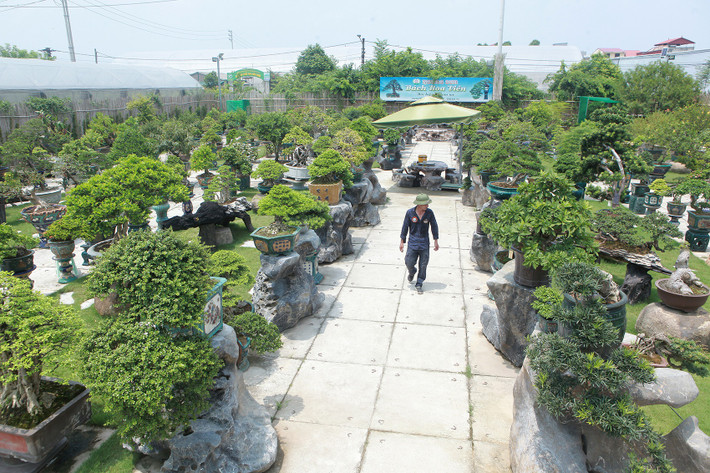 Anh Đặng Hồng Sơn (Thanh Trì, Hà Nội) sở hữu vườn cây cảnh nghệ thuật rộng tới 4.000 m2 với đủ loại cây trái bonsai từ các vùng miền của đất nước. Ảnh: Dân trí