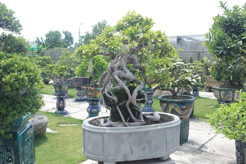 Một cây si có hình thù kỳ lạ. Ảnh; ĐSPL