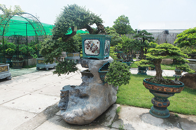 Dù là những cây hoa, trái không lớn nhưng chúng lại có giá trị nghệ thuật cao theo xu hướng quốc tế. Ảnh: Dân Trí