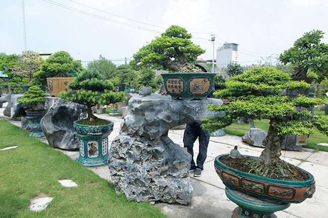 Vùng nào có cây làm được bonsai anh Sơn đều mang về tạo tác, uốn nắn. Ảnh: Dân Việt