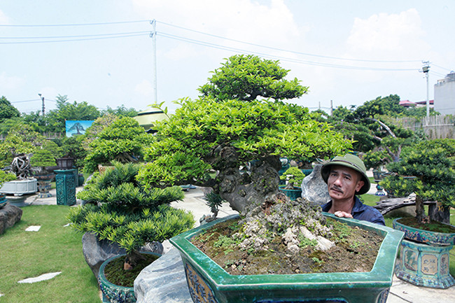 Bộ sưu tập mai chiếu thuỷ độc đáo, gần 40 cây, không cây nào giống cây nào, tuổi đời khác nhau. Ảnh: Dân Việt