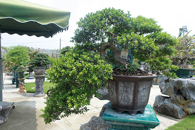 Hầu hết các loại cây anh Sơn mua về được uốn thế làm lại theo ý mình. Ảnh: Dân Việt
