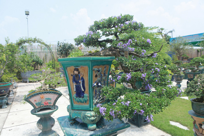 Linh sam trổ hoa rất đẹp, trị giá hàng trăm triệu đồng. Ảnh: Dân trí