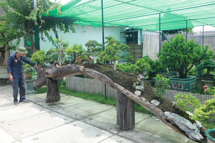 Mai chiếu thủy "rừng trên thân gò công" độc đáo. Ảnh: Dân trí