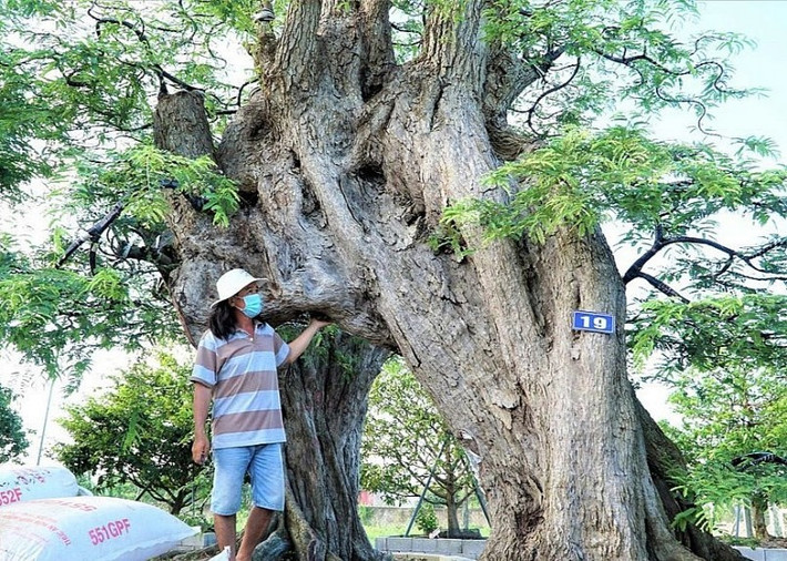 Do trồng lâu năm nên thân cây khá lớn, gốc cây và rễ cây nổi lên những u nần trông như những con thú rất đẹp mắt. Ảnh: Dân trí