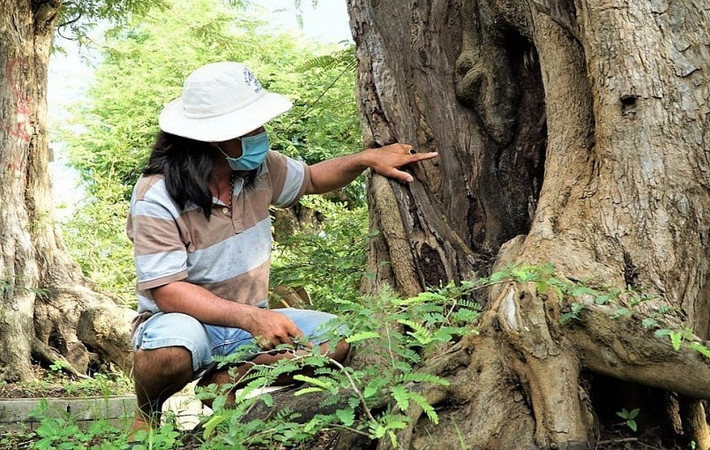 Cây me này được anh Tuấn mua lại từ một người quen sau đó tiến hành chăm sóc. Ảnh: Dân trí