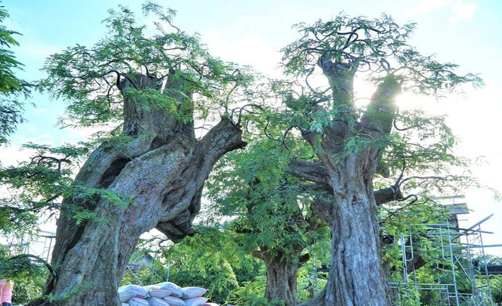 Ngoài "Song lão trường thọ", bộ sưu tập me kiểng cổ của anh Tuấn còn khiến người khác trầm trồ, xuýt xoa khi anh sở hữu một cây me dáng nằm có chiều dài lên đến gần 6m. Ảnh: Dân trí