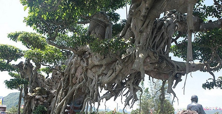Thời điểm mua về, cành và ngọn đã chặt hết, chỉ là cây phôi song vẫn có rất nhiều người đi ô tô, ùn ùn tìm đến nhà ông Dần để thuyết phục mua lại nhưng ông không bán. Ảnh: Dân trí