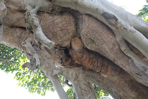 Qua thời gian, một số chỗ phần lõi bên trong của thân cây đã lão hóa. Ảnh: ĐSPL