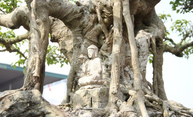 Bộ rễ cây độc đáo được đánh giá là đẹp hiếm có. Ảnh: Dân trí