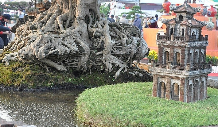 Cây nổi bật với bộ rễ sần sùi, nổi hẳn lên mặt đất và bám chặt với lớp đất đá rêu phong. Ảnh: Người đưa tin