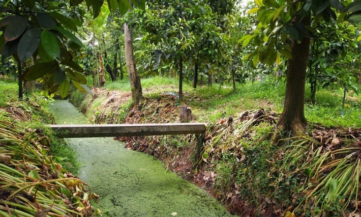 Nông dân tại Nonthaburi trau dồi kỹ thuật trồng sầu riêng qua nhiều thế hệ, sử dụng các nguồn lực và kỹ năng để tạo ra những trái sầu riêng chất lượng cao nhất có thể. Ảnh: Yearofthedurian