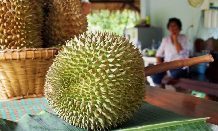 Trái sầu riêng Kanyao có kích thước vừa phải, hình dáng đẹp và độ chín hoàn hảo, phần cuống dài và thẳng, khoảng 10 đến 14 cm. Ảnh: Getty