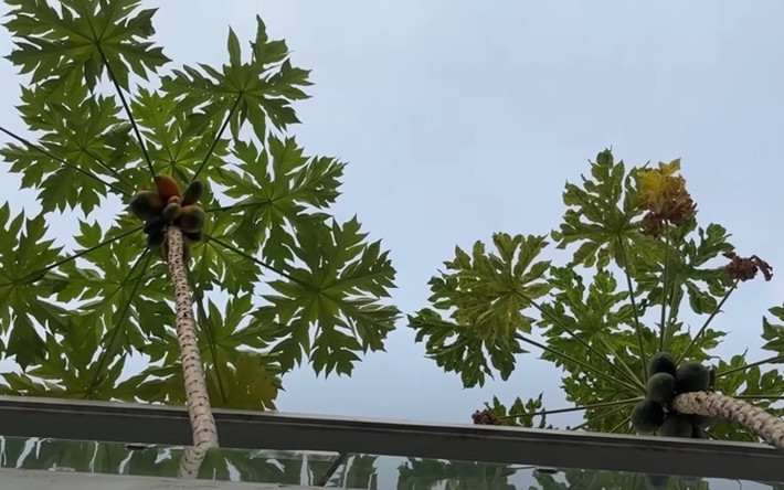 Mới đây, nữ MC quay hình từ dưới tầng nhìn lên sân thượng, thấy cây đu đủ đã ra quả nhưng tít trên cao rất khó lấy. Ảnh chụp màn hình