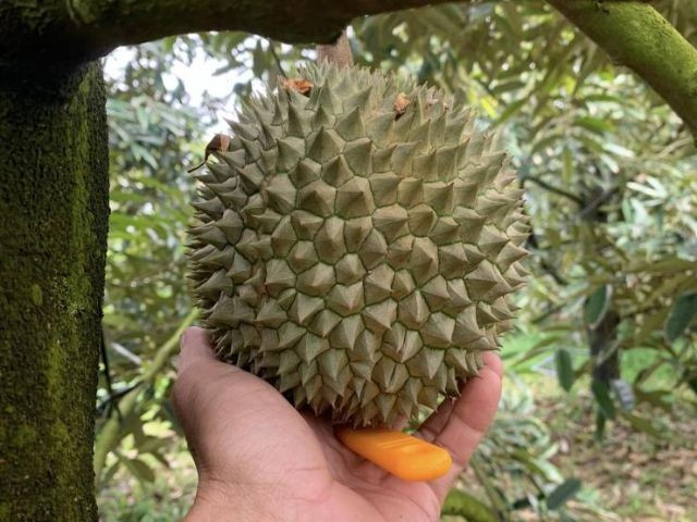 Phần cơm bên trong khi khui ra có màu cam, lõi rất dày. Có một đường màu nâu đỏ ở giữa quả nhìn trông rất hấp dẫn. Ảnh: Phanthuocvisinh