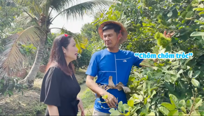 Cây chôm chôm cho quả nhưng vẫn còn xanh.