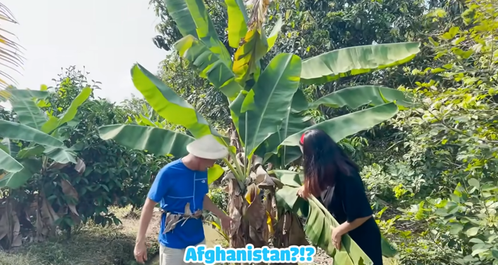 Cây chuối là giống có nguồn gốc từ Afghanistan.