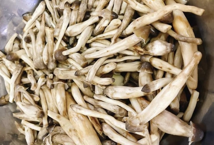 Nấm mối được cho là món quà mà thiên nhiên ban tặng cho con người vì chúng chỉ mọc trong tự nhiên. Loại nấm này thường mọc gần các hàng rào, bờ tường hoặc dưới các tán cây và đặc biệt là các rừng cao su, nơi có mối sinh sống. Ảnh: Vietnamnet