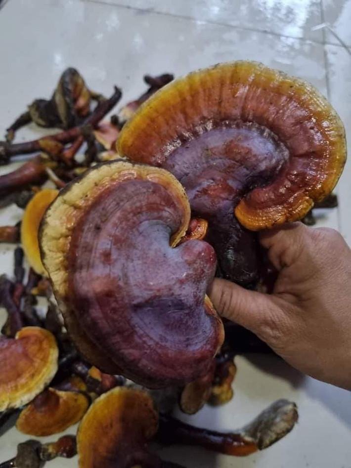 Nấm lim xanh là một trong những loại nấm đắt đỏ được giới nhà giàu Việt ưa chuộng. Loại nấm này thường được tìm thấy chủ yếu trong những cánh rừng nguyên sinh. Ảnh: Facebook