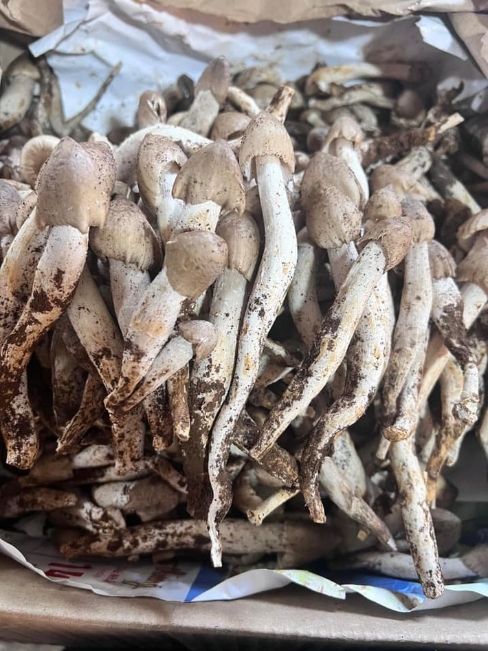 Do mọc tự nhiên và chỉ xuất hiện trong thời gian ngắn nên số lượng nấm mối không nhiều. Đây cũng là lý do khiến nấm mối có giá tới cả 1 triệu đồng/kg với hàng đã sơ chế. Ảnh: Facebook