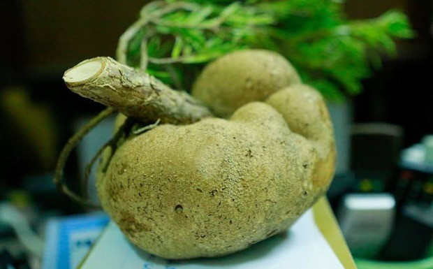 Trên thị trường, nấm phục linh thiên có giá khá cao, dao động từ vài trăm dến 2 triệu đồng/kg. Giá của nấm phục linh thiên phụ thuộc vào nhiều yếu tố, trong đó, quả nấm càng tươi, càng lâu năm, trọng lượng lớn thì càng được trả giá cao. Ảnh minh hoạ